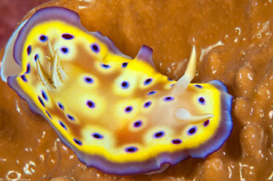 chromodoris kuniei by Mathieu Foulquié 